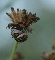 Zygogramma heterothecae