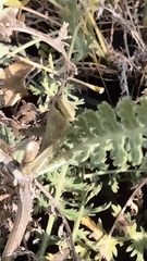 Cyrtacanthacridini