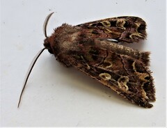 Ichneutica chlorodonta