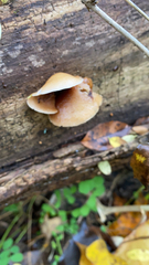 Crepidotus mollis