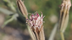 Palafoxia arida arida