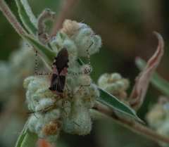 Hypselonotus punctiventris