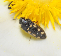 Acmaeodera bipunctata bipunctata