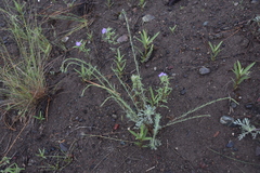 Linum lewisii
