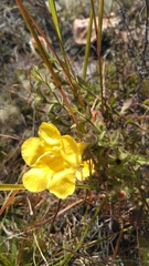 Aureolaria pectinata