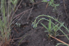 Linum lewisii