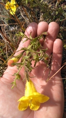 Aureolaria pectinata