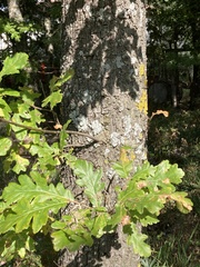 Quercus pubescens