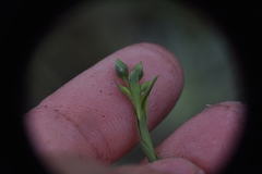 Linum lewisii