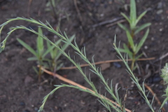 Linum lewisii