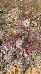 Agalinis plukenetii
