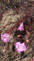 Agalinis plukenetii