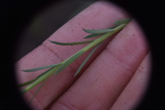 Linum lewisii