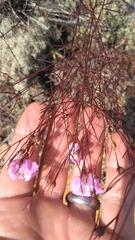 Agalinis plukenetii