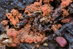 Metatrichia vesparium