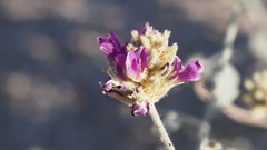 Psorothamnus emoryi emoryi