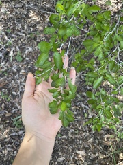 Condalia hookeri
