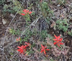 Castilleja tenuiflora
