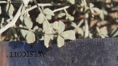 Psorothamnus emoryi emoryi