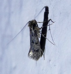 Tineinae