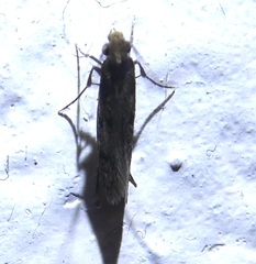 Tineinae