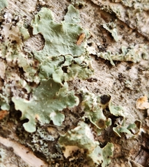 Flavopunctelia flaventior