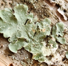 Flavopunctelia flaventior