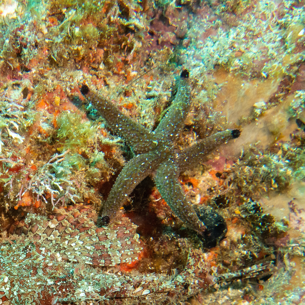 Echinaster tenuispina