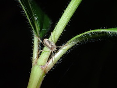 Paroligolophus agrestis