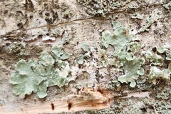 Flavopunctelia flaventior