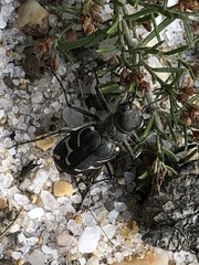 Cicindela tranquebarica