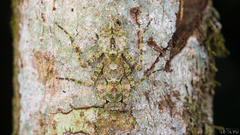 Theopompa ophthalmica