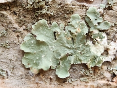 Flavopunctelia flaventior