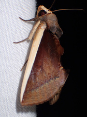 Gonodonta