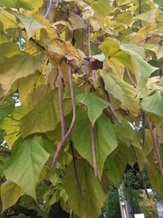 Catalpa bignonioides