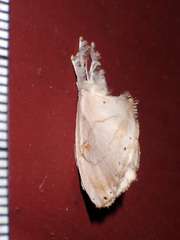 Dalceridae