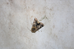 Schinia septentrionalis