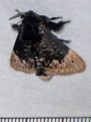 Podalia thanatos
