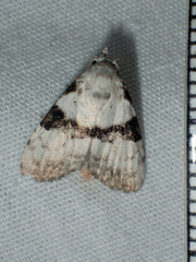 Nola mesographa