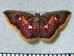 Tricentra quadrigata