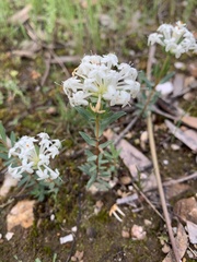 Pimelea humilis