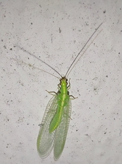 Chrysoperla carnea