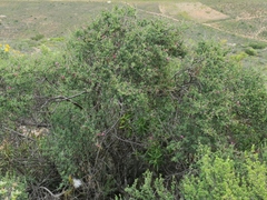 Indigofera spinescens