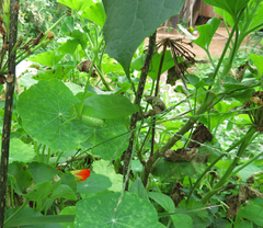 Stilpnochlora