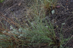 Stephanomeria tenuifolia
