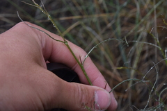 Stephanomeria tenuifolia