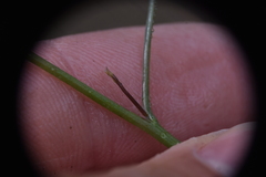 Stephanomeria tenuifolia