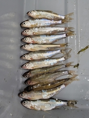 Notropis hudsonius