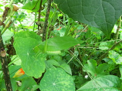 Stilpnochlora
