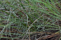 Stephanomeria tenuifolia